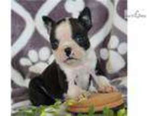 Boston Terrier Puppy for sale in Harrisburg, PA, USA