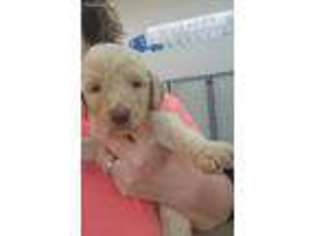 Labradoodle Puppy for sale in Sigourney, IA, USA