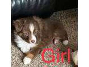 Miniature Australian Shepherd Puppy for sale in Fort Collins, CO, USA