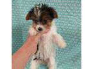 Yorkshire Terrier Puppy for sale in Rio Rancho, NM, USA
