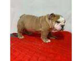 Bulldog Puppy for sale in Lithia Springs, GA, USA