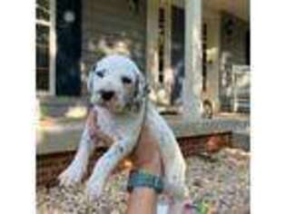 Dalmatian Puppy for sale in Charlottesville, VA, USA