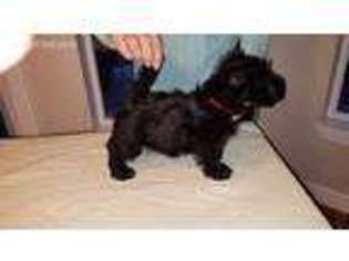 Scottish Terrier Puppy for sale in Medford, OR, USA