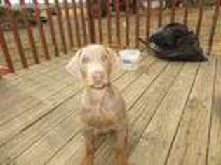 Doberman Pinscher Puppy for sale in Letcher, SD, USA