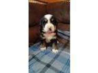 Bernese Mountain Dog Puppy for sale in Radcliffe, IA, USA