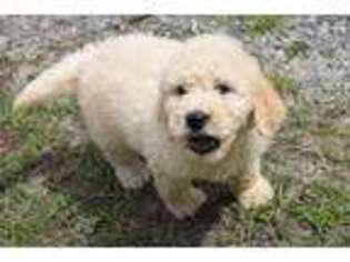 Goldendoodle Puppy for sale in Jacksonville, GA, USA