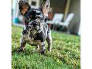 French Bulldog Puppy for sale in Ligonier, IN, USA