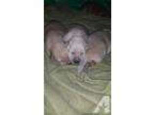 Labrador Retriever Puppy for sale in ROGERSVILLE, TN, USA