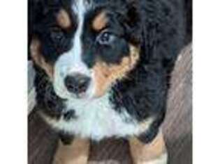 Bernese Mountain Dog Puppy for sale in Manchester, CT, USA