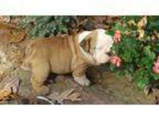 Bulldog Puppy for sale in Drasco, AR, USA