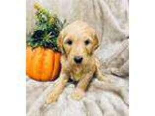 Goldendoodle Puppy for sale in Meridian, MS, USA