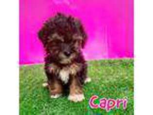 Yorkshire Terrier Puppy for sale in Darien, IL, USA