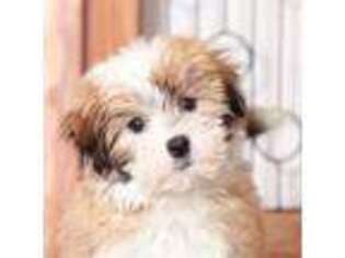 Havanese Puppy for sale in Naples, FL, USA