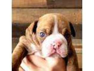Bulldog Puppy for sale in Ogden, UT, USA