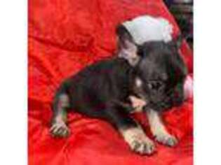 French Bulldog Puppy for sale in Upper Marlboro, MD, USA