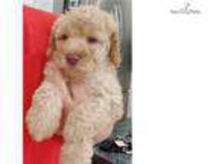 Goldendoodle Puppy for sale in Atlanta, GA, USA