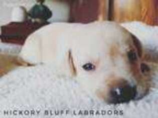 Labrador Retriever Puppy for sale in Winslow, AR, USA
