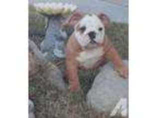 Bulldog Puppy for sale in NEVADA CITY, CA, USA