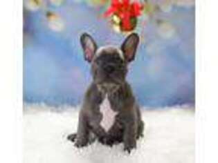 French Bulldog Puppy for sale in Cool, CA, USA