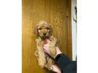 Goldendoodle Puppy for sale in Broken Arrow, OK, USA