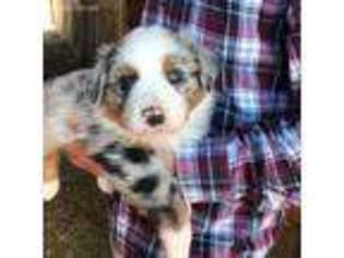Australian Shepherd Puppy for sale in Columbia, TN, USA