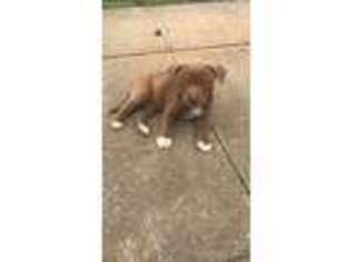 Mutt Puppy for sale in Fort Campbell, KY, USA