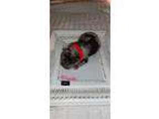 French Bulldog Puppy for sale in Garfield, NJ, USA