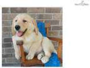 Golden Retriever Puppy for sale in Brownsville, TX, USA