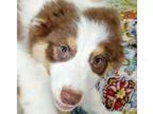 Australian Shepherd Puppy for sale in Goshen, IN, USA