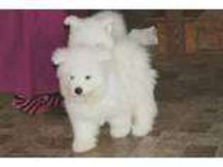 Samoyed Puppy for sale in Orchard, IA, USA