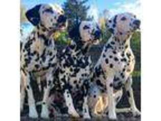 Dalmatian Puppy for sale in Salem, OR, USA