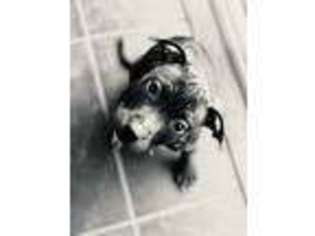 Staffordshire Bull Terrier Puppy for sale in Woodbridge, VA, USA