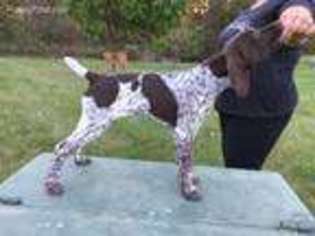 German Shorthaired Pointer Puppy for sale in Huntington, IN, USA