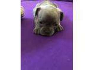 French Bulldog Puppy for sale in Omaha, NE, USA