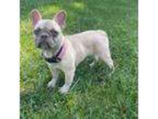 French Bulldog Puppy for sale in Dayton, OH, USA
