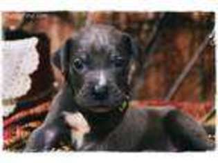 Great Dane Puppy for sale in Vandalia, MO, USA