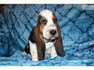 Basset Hound Puppy for sale in Jackson, MS, USA