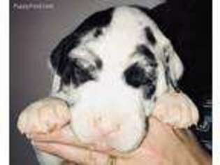 Great Dane Puppy for sale in Quincy, MI, USA