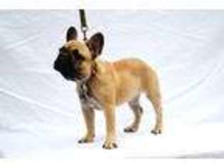 French Bulldog Puppy for sale in Valrico, FL, USA