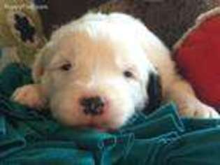 Old English Sheepdog Puppy for sale in Wheaton, KS, USA
