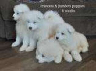 Medium Photo #1 Samoyed Puppy For Sale in Orchard, IA, USA