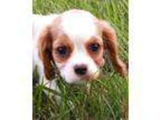 Cavalier King Charles Spaniel Puppy for sale in Carson City, MI, USA