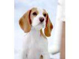 Beagle Puppy for sale in San Francisco, CA, USA
