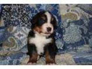 Bernese Mountain Dog Puppy for sale in Danielsville, PA, USA