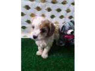 Cavachon Puppy for sale in Scottville, MI, USA