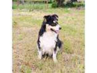 Miniature Australian Shepherd Puppy for sale in Gates, OR, USA