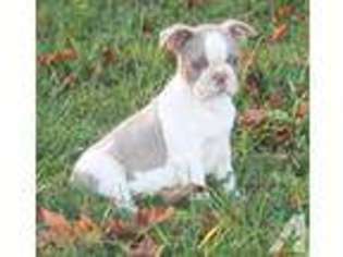 Boston Terrier Puppy for sale in PARK CITY, KY, USA