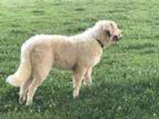 Great Pyrenees Puppy for sale in Clarksville, TN, USA