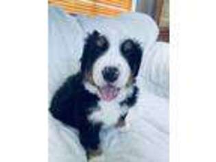 Bernese Mountain Dog Puppy for sale in Johnston, IA, USA