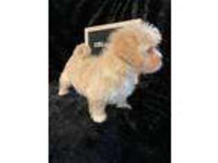 Cavapoo Puppy for sale in Weatherford, TX, USA